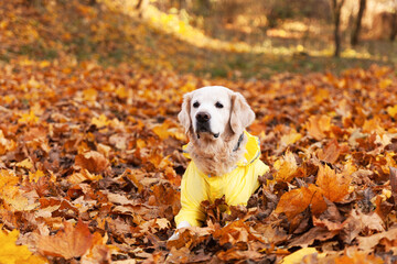 Golden retriever dog wearing in a yellow raincoat in nature. Autumn in park or forest. Pets care concept.