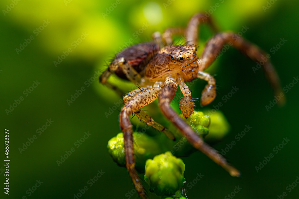 Poster closeup shot of a spider on a plant with blurred background