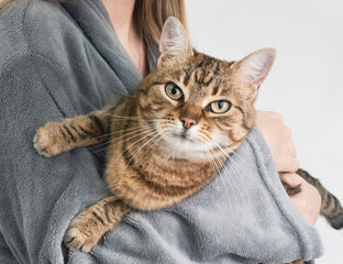 Energizer young tabby mixed breed gray striped cat on hands. Pets friendly and care concept. World Pet Day.