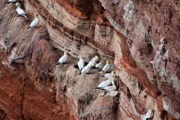 Northern gannets in a red steep coastwall