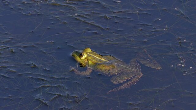 The frog is catching a mayfly (Ephemeroptera) in the Dniester delta (Ukraine).