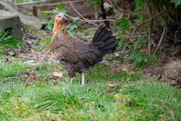 From the chicken farm, free-range chickens,Helgeland,Nordland county,Northern Norway,scandinavia,Europe