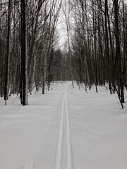 ski tracks in the snow