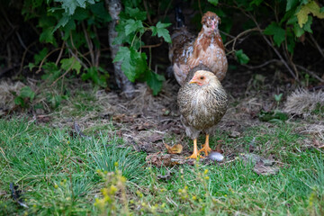 From the chicken farm, free-range chickens,Helgeland,Nordland county,Northern Norway,scandinavia,Europe