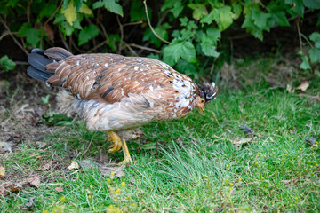 From the chicken farm, free-range chickens,Helgeland,Nordland county,Northern Norway,scandinavia,Europe
