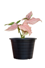 Syngonium hybrid or Syngonium Pink Spot is growing in black plastic pot in the garden isolated on white background included clipping path.
