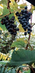 gronowy, owoc, winorośli, wina, gronowy, winnica, rolnictwa, kiść, jedzenie, feuille, dojrzałe, charakter, jesienią, zbiorów, roślin, winorośl, winiarnia, klaster, galąz, plon, fiolet, jagoda, lato, f