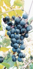 gronowy, owoc, gronowy, winorośli, winnica, rolnictwa, wina, jedzenie, kiść, jesienią, dojrzałe, klaster, feuille, zbiorów, blękit, winorośl, charakter, plon, roślin, zdrowa, jagoda, czarna, fiolet, w