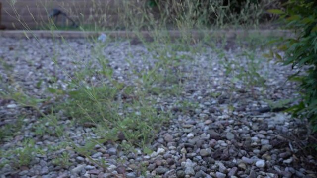 A man pulling weeds in the yard - close up