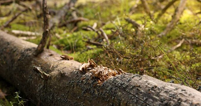 chopping fallen tree in the forest with ax. slow motion