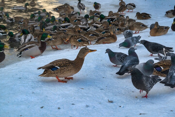 Fototapeta premium A flock of wild ducks on the lake. Many wild ducks swim in the winter lake. A flock of ducks in the water.