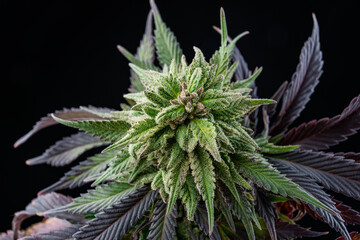 Marijuana Grow bud medicinal cbd cannabis