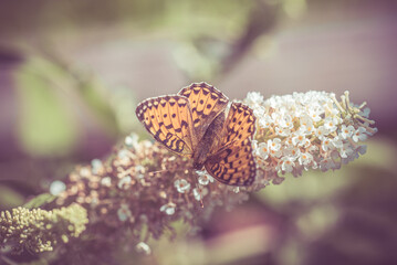 Schmetterling