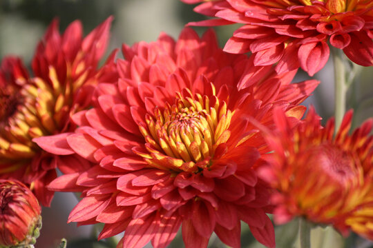 Red Coloured Chrysanthemum X Morifolium In A Garden