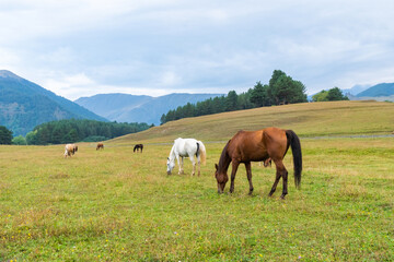 View of a grazing horses in the green mountains, Tusheti, Georgia