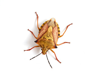 Shield Bug. Carpocoris mediterraneus ssp. atlanticus. Pentatomidae family. 