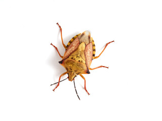 Shield Bug. Carpocoris mediterraneus ssp. atlanticus. Pentatomidae family. 