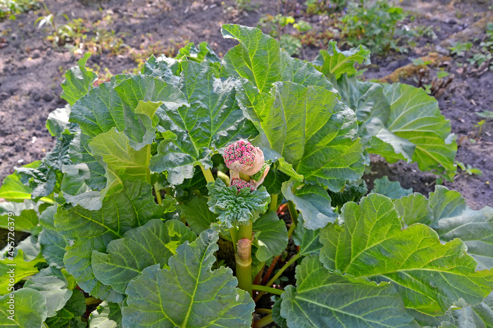 Wall mural inflorescence rhubarb of the rhubarb (palmate) ((rheum palmatum l.)