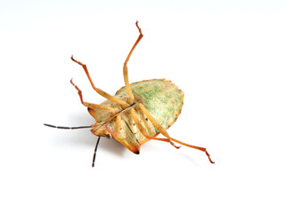 Shield Bug. Carpocoris mediterraneus ssp. atlanticus. Pentatomidae family. 