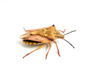 Shield Bug. Carpocoris mediterraneus ssp. atlanticus. Pentatomidae family. 