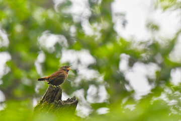 高原でさえずる野鳥ミソサザイ