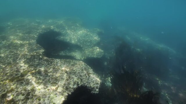 underwater scene with reef and algae