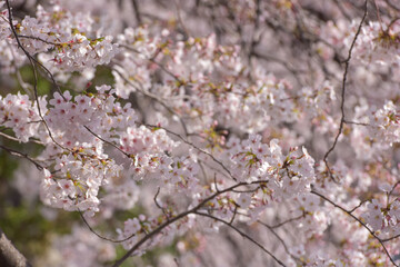 Pretty and lovely pink cherry blossoms wallpaper background,