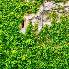 ivy on wall