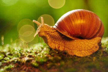 snail bokeh © Arkadiusz