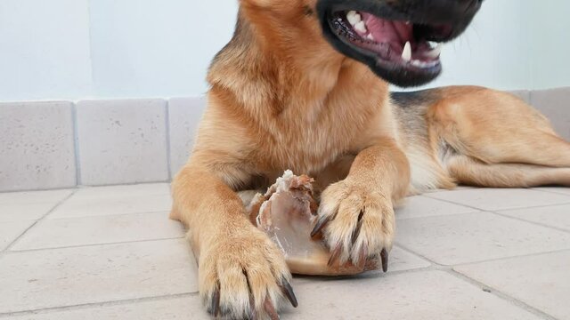 german shepherd eating ox hoof