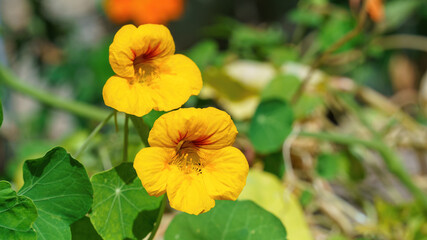 Nasturtium flower