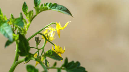 beautiful tomato blossom with space for your content