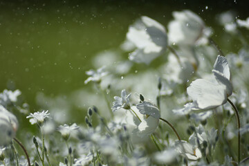 flowers in rain