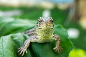 lizard on the grass.