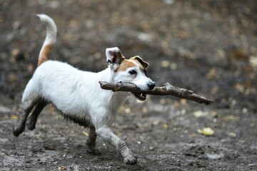 dog © Arkadiusz