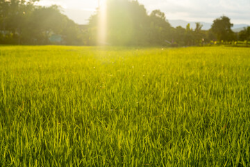 Obraz na płótnie Canvas organic rice field in farmland on sun light background