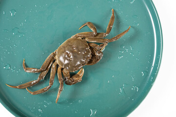top view alive crab on a dish at horizontal composition