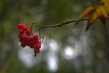 a red bunch of rowanberries on a branch in the autumn forest