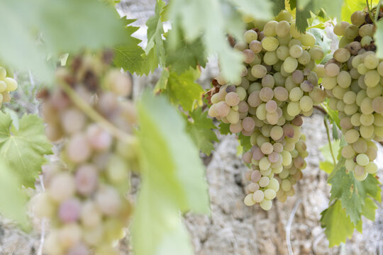Bunch of white grapes hanging on the vine