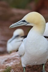 Northern gannet sitting on a red rock