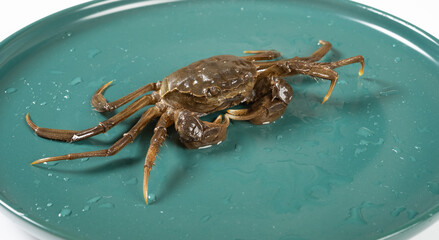 alive crab on a dish at horizontal composition