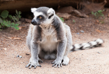 Portrait of a lemur against green vegetation