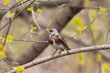 field thrush sits on a tree branch
