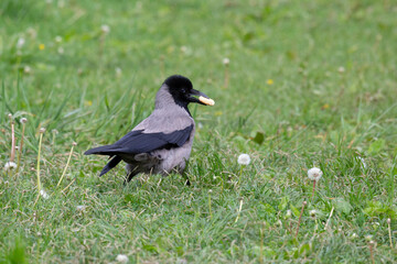 Hooded crow walks on green grass