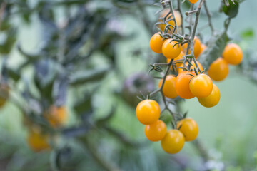 Ripe yellow organic tomatoes in the garden, greenhouse, ampelous tomato variety