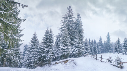 Fototapeta na wymiar Winter landscape - view of the snowy pine forest in the mountains after heavy snowfall