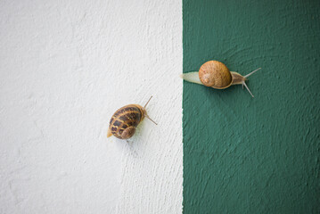 Two land snails on painted wall, white and green