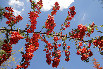 Rowan growing on the tree