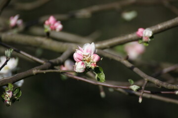 Obraz premium Blüte