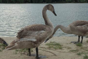 two large gray swan chicks stand on the sand and in green grass on the shore of the lake water